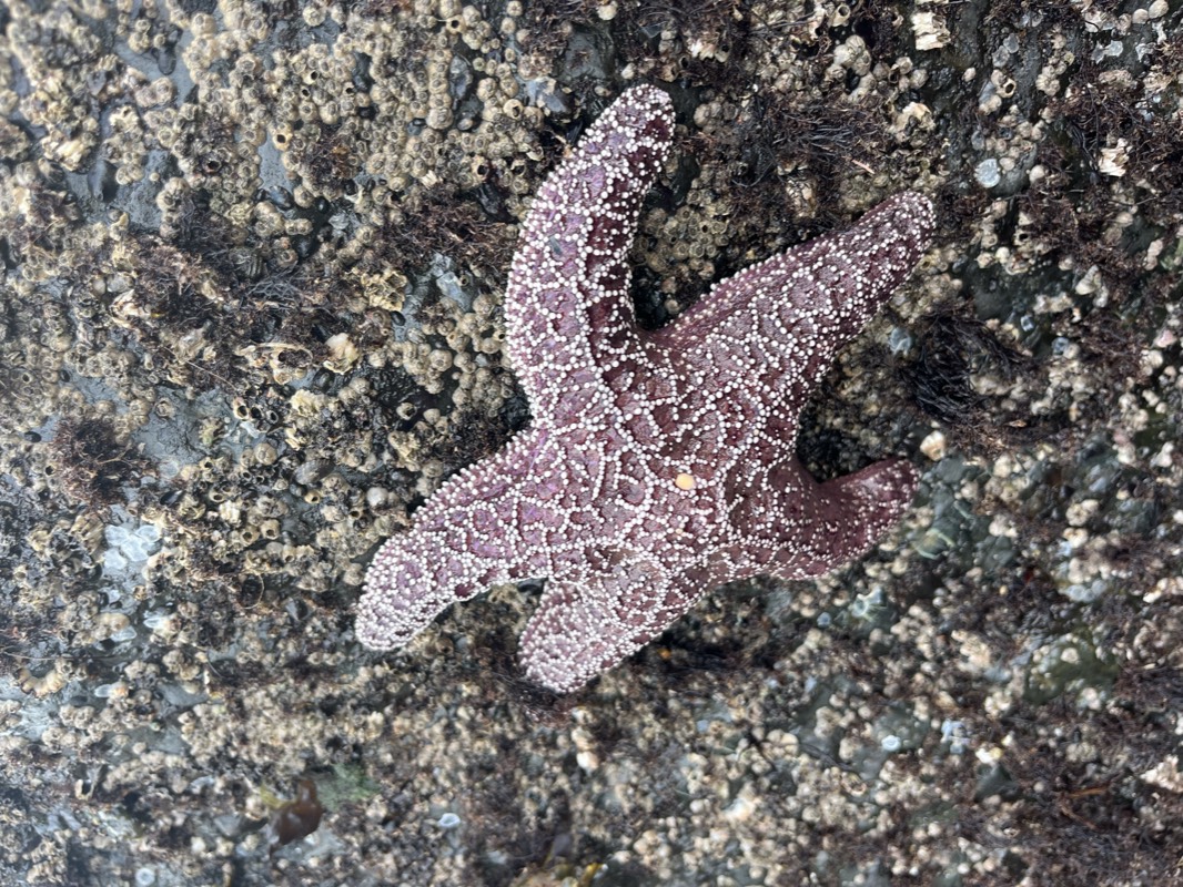 A purple sea star on a barnacle-covered rock